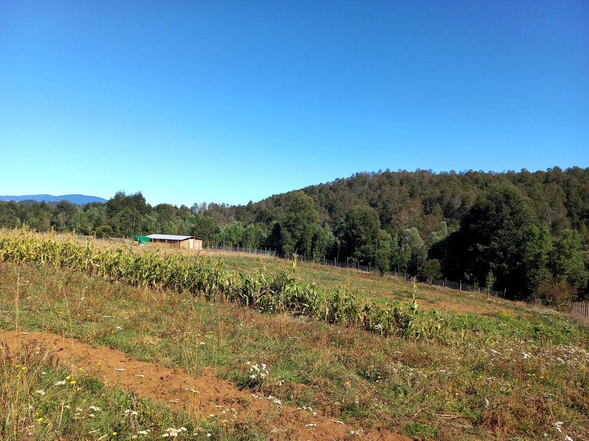Foto 4 de A496 PARCELA DE 5.000 m² CON CASA – SECTOR LOS COPIHUES