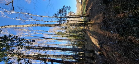 Foto 12 de A448 Parcelas rurales con vista al volcán – Conquil Villarrica