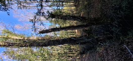 Foto 13 de A448 Parcelas rurales con vista al volcán – Conquil Villarrica