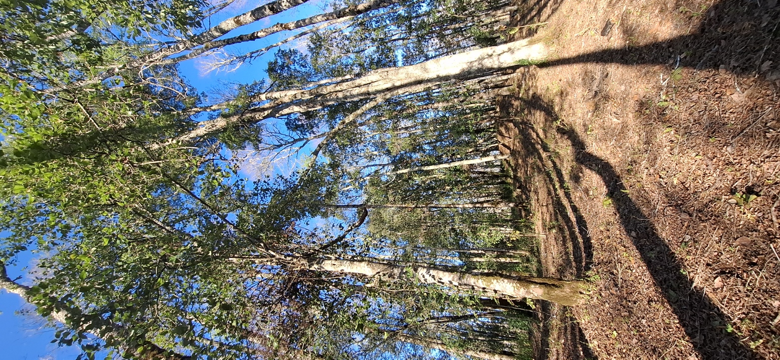 Foto 8 de A200 Loteo familiar àrboles nativos exelente conectividad segunda faja - Villarrica