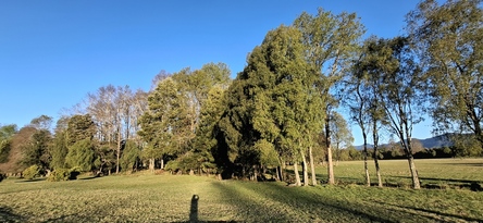 Foto 10 de A450 Proyecto en verde “La Estancia Alto Roble” Segunda Faja – Villarrica