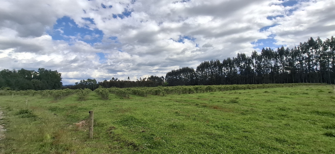 Foto 3 de A488 Parcelas de 5.000 m² con acceso al río, Loteo Parque Río Escondido Loncoche