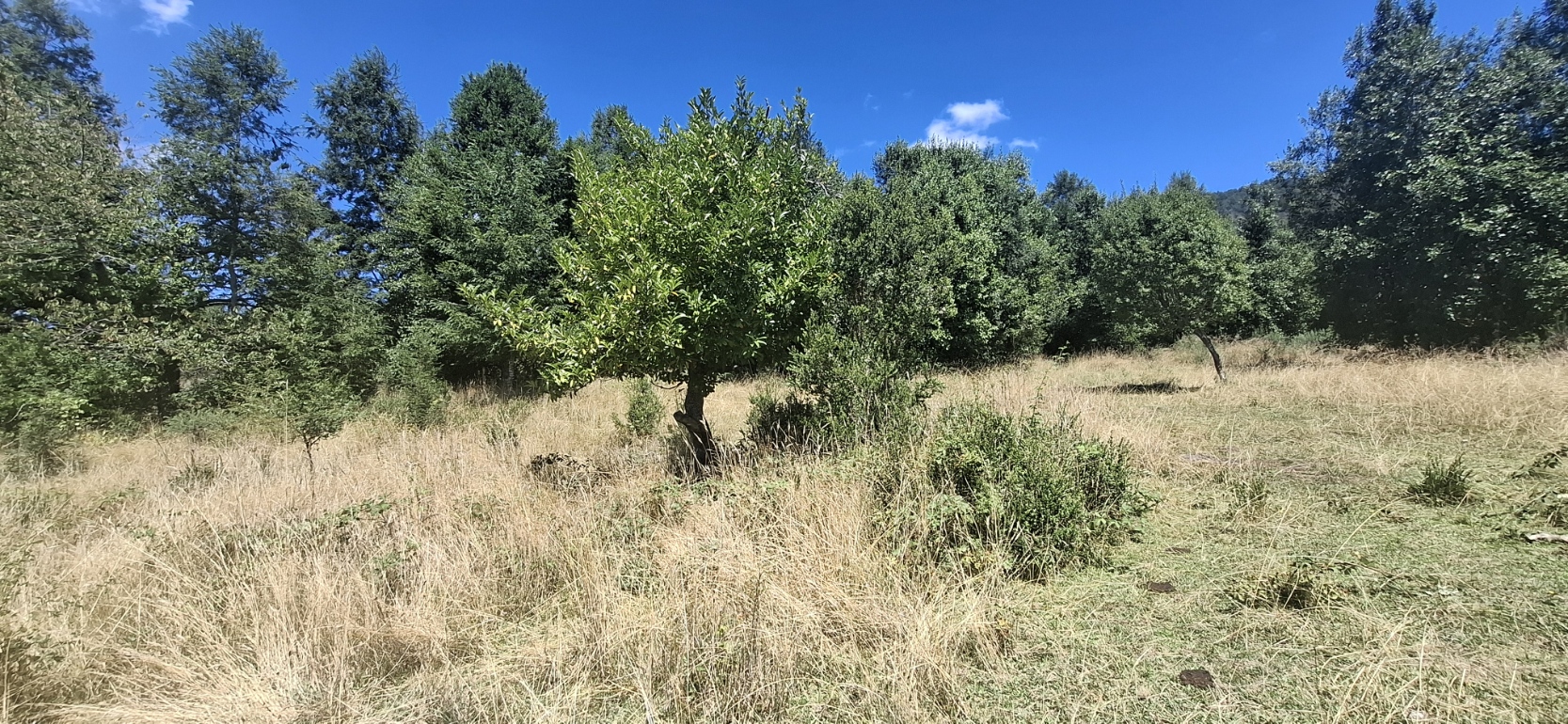 Foto 2 de A498 Terreno mapuche en Huincacara – Al Pie de Cerro con Bosque Nativo