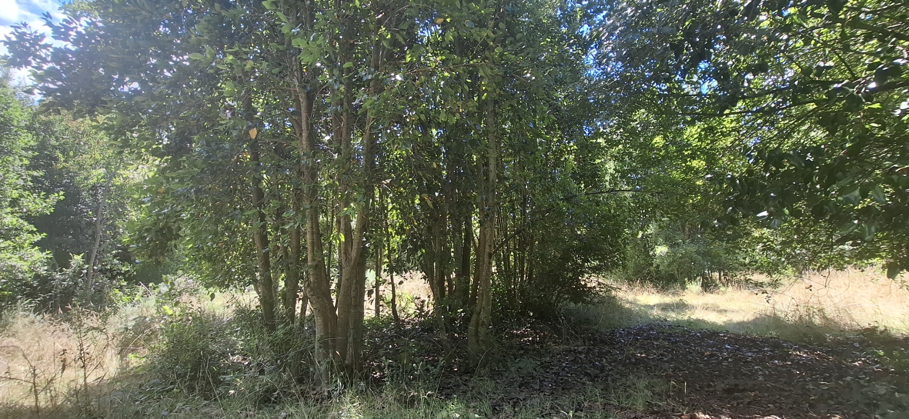 Foto 9 de A498 Terreno mapuche en Huincacara – Al Pie de Cerro con Bosque Nativo