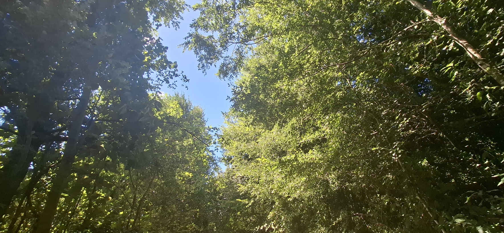 Foto 11 de A498 Terreno mapuche en Huincacara – Al Pie de Cerro con Bosque Nativo