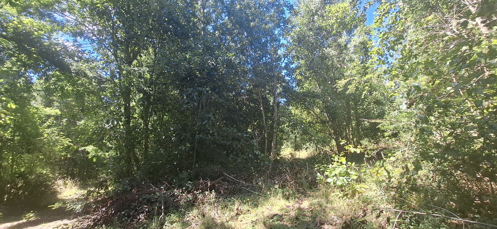 Foto 12 de A498 Terreno mapuche en Huincacara – Al Pie de Cerro con Bosque Nativo