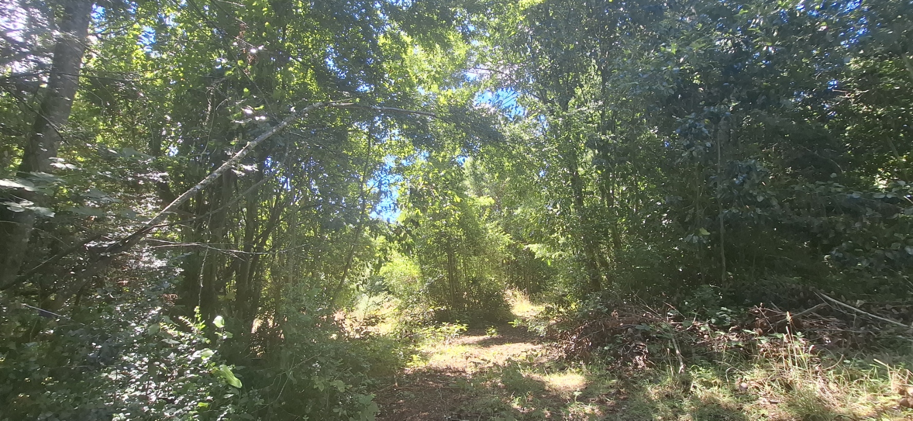 Foto 16 de A498 Terreno mapuche en Huincacara – Al Pie de Cerro con Bosque Nativo