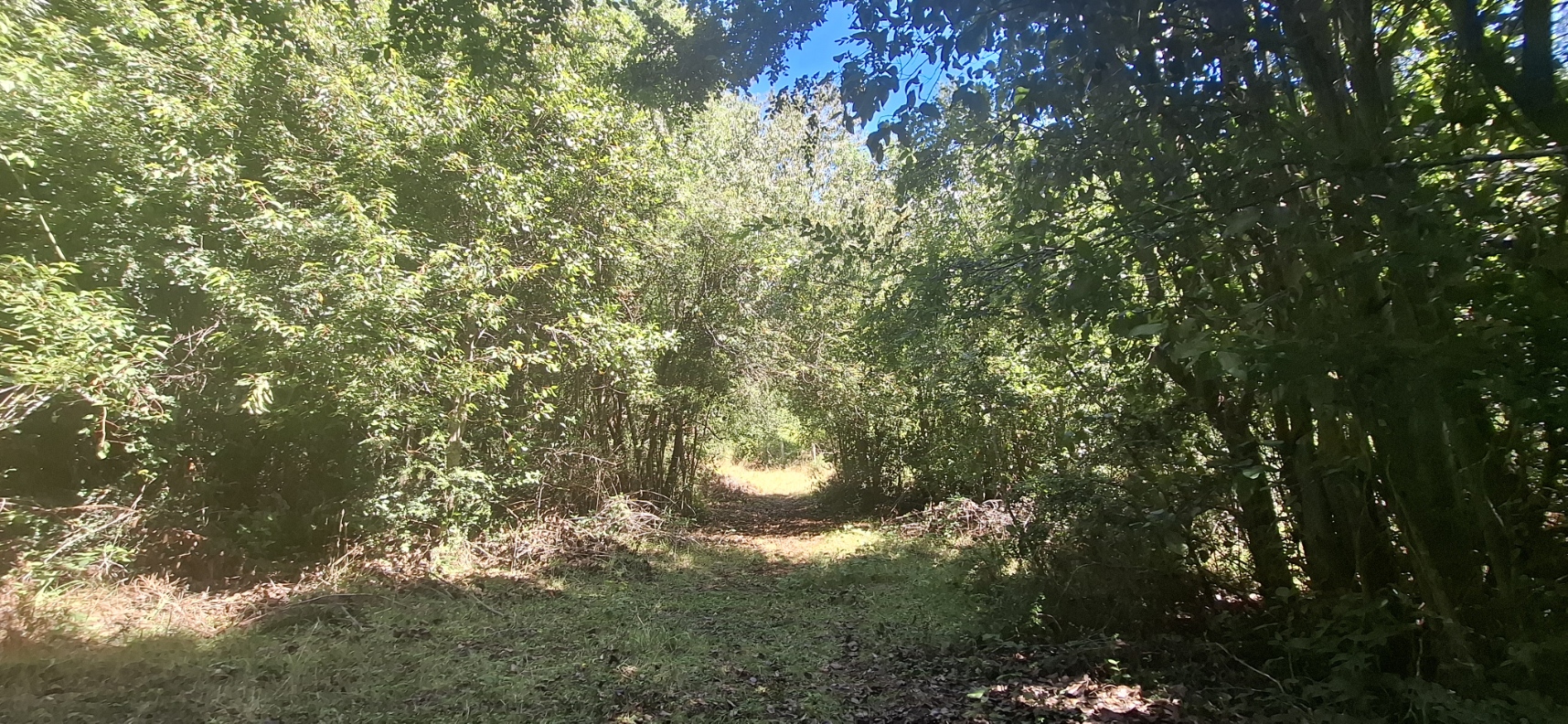 Foto 19 de A498 Terreno mapuche en Huincacara – Al Pie de Cerro con Bosque Nativo