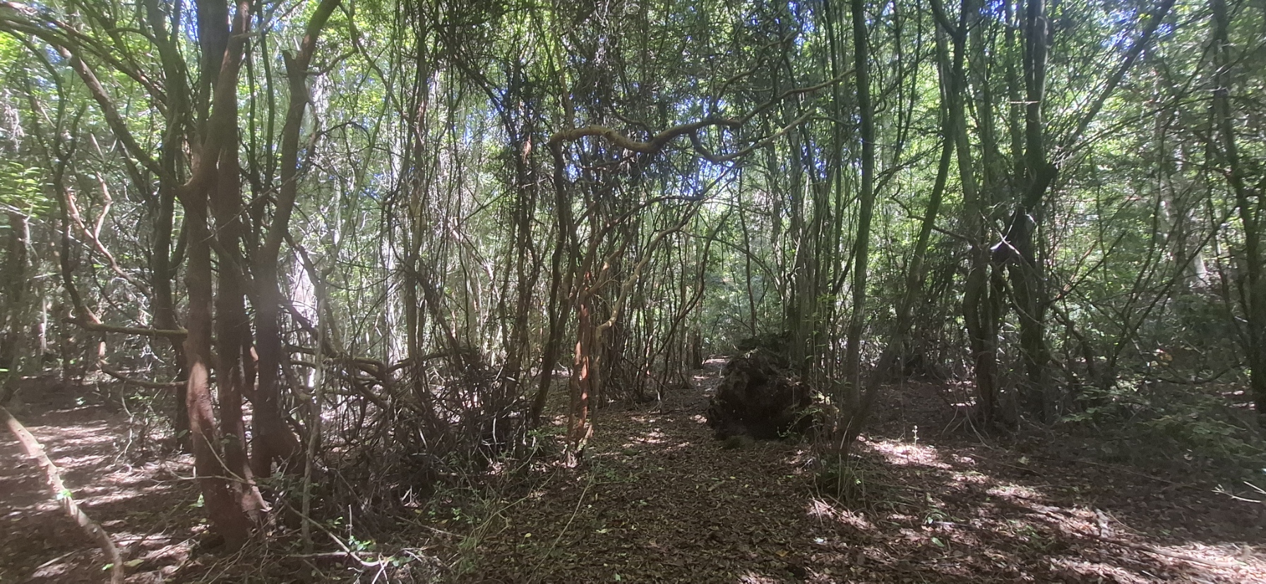 Foto 22 de A498 Terreno mapuche en Huincacara – Al Pie de Cerro con Bosque Nativo