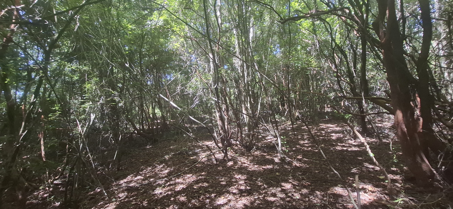 Foto 23 de A498 Terreno mapuche en Huincacara – Al Pie de Cerro con Bosque Nativo