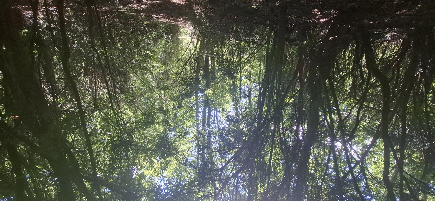 Foto 24 de A498 Terreno mapuche en Huincacara – Al Pie de Cerro con Bosque Nativo