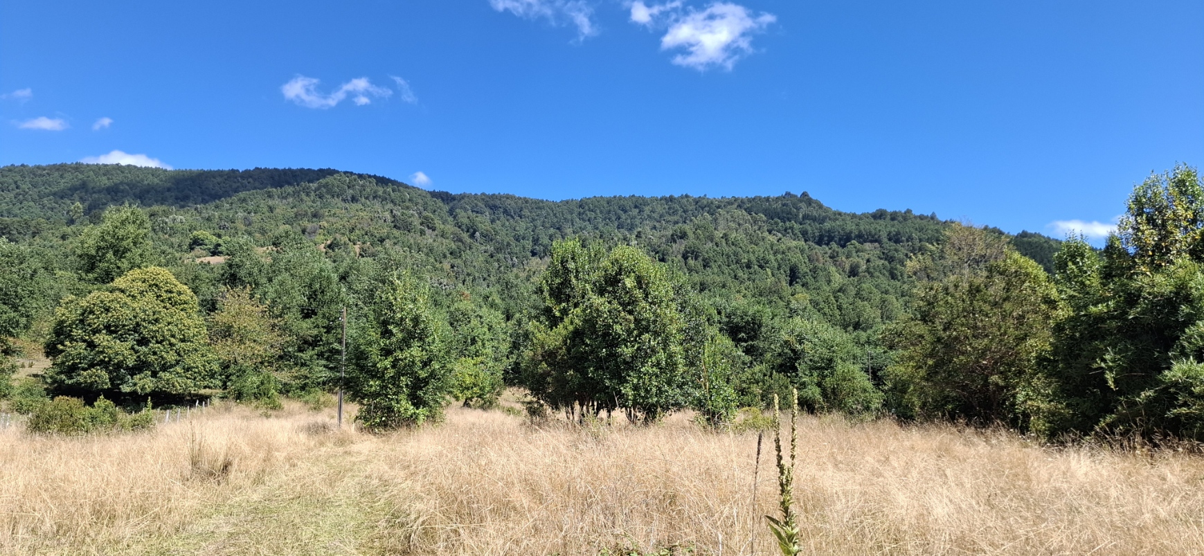 Foto 13 de A497 Parcela con Casa y Cabaña en Huincacara – Entorno de Bosque Nativo