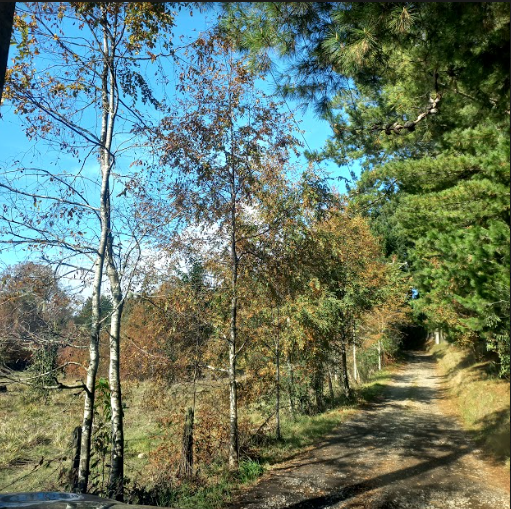 Foto 2 de A490 Parcelas Terrazas de Putue - 4 km de Villarrica