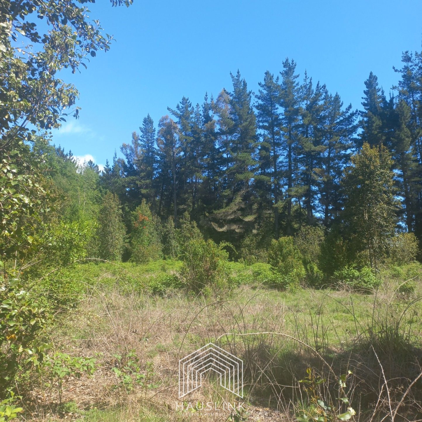 Foto 11 de A412 TERRENO 6.5 Ha. MOLCO - SEGUNDA FAJA VILLARRICA