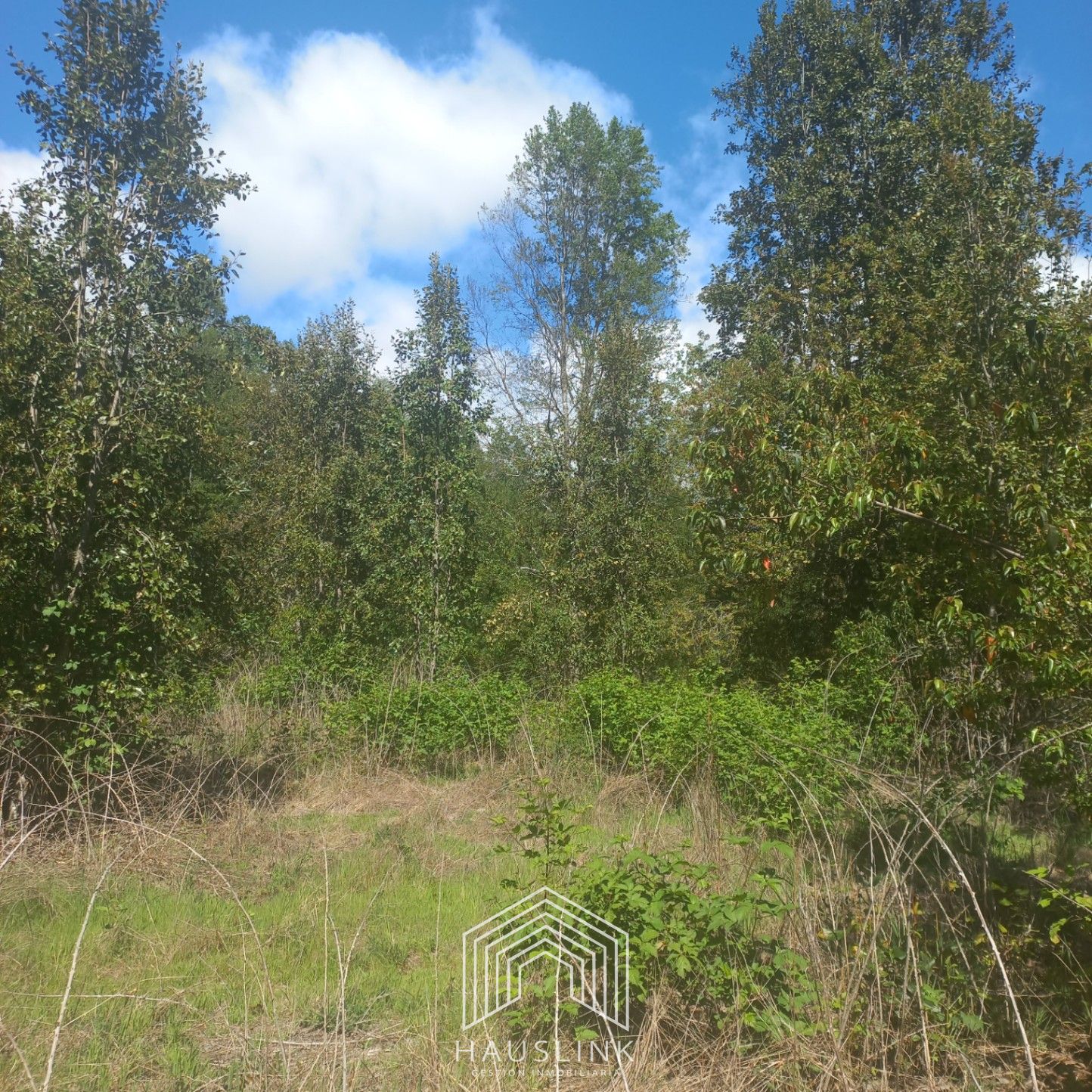 Foto 10 de A412 TERRENO 6.5 Ha. MOLCO - SEGUNDA FAJA VILLARRICA