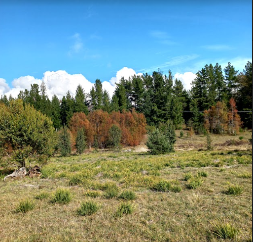 Foto 13 de A244 Solo 5 parc. disponibles en Terrazas de Putue-Villarrica lado colegio Inglès