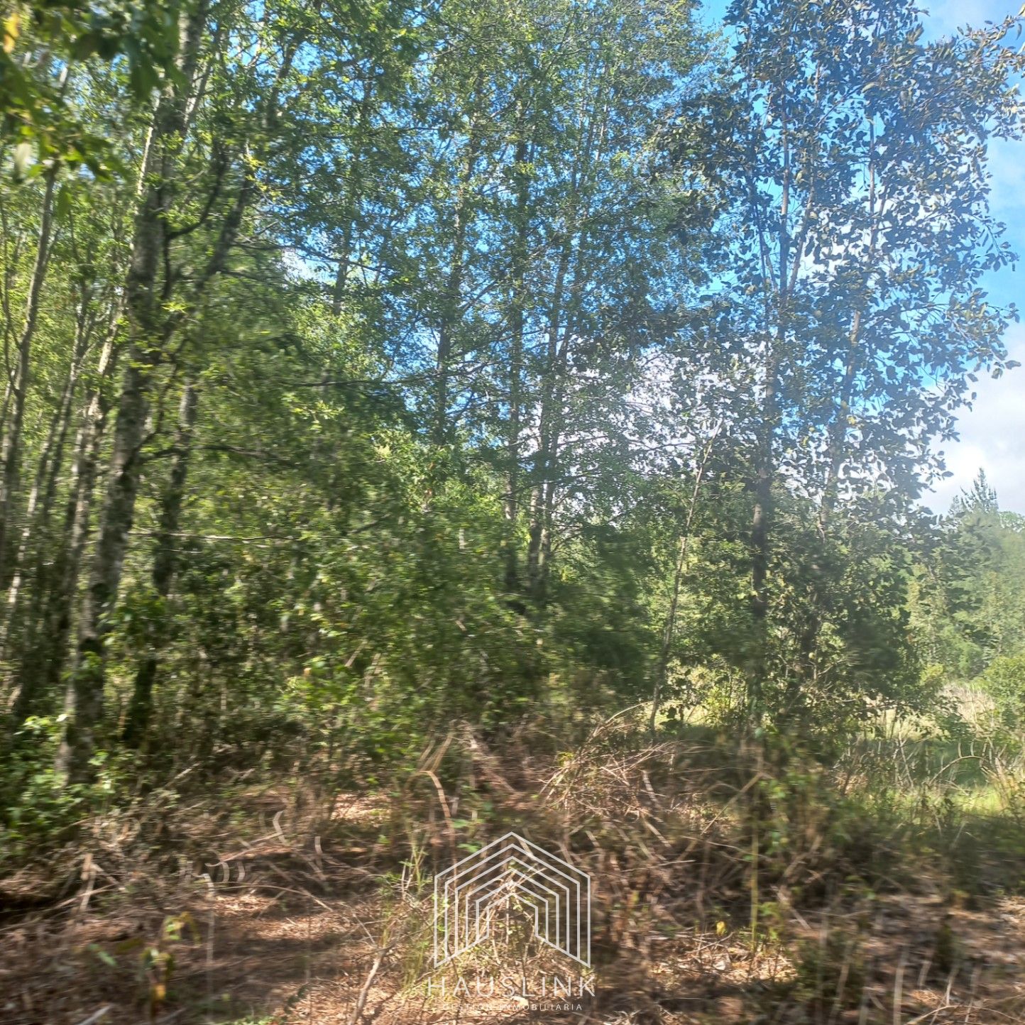 Foto 3 de A412 TERRENO 6.5 Ha. MOLCO - SEGUNDA FAJA VILLARRICA