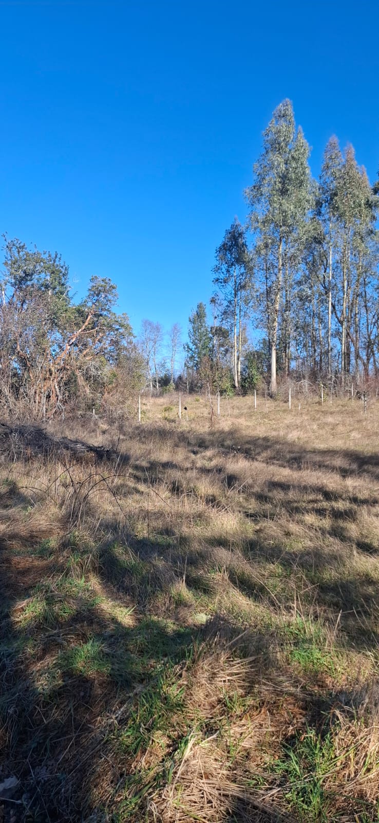 Foto 5 de A500 TERRENO DE 5.500 M² CON ESTERO EN MOLCO ALTO