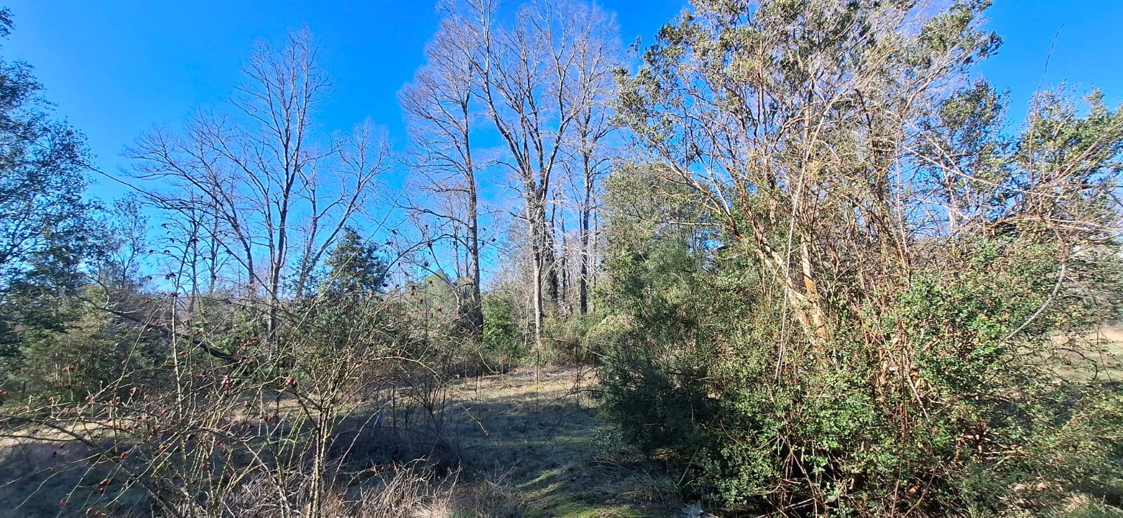 Foto 9 de A500 TERRENO DE 5.500 M² CON ESTERO EN MOLCO ALTO