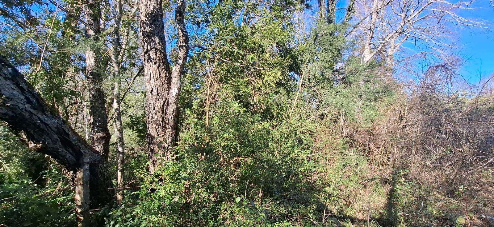 Foto 12 de A500 TERRENO DE 5.500 M² CON ESTERO EN MOLCO ALTO