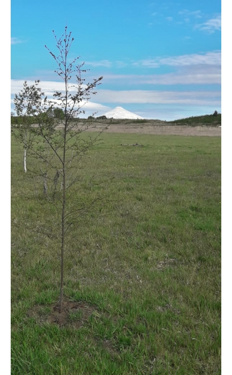 Foto 16 de A86 Flor del Lago, Loteo Peumayen