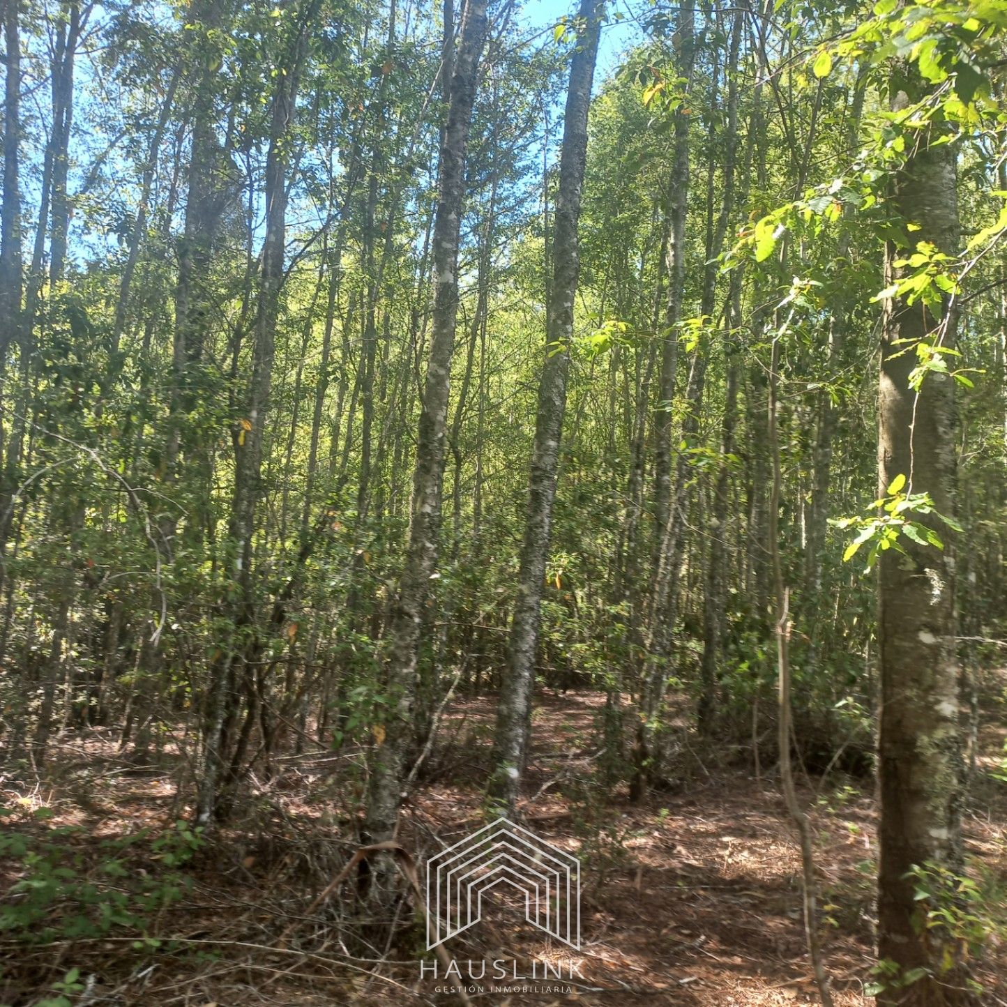 Foto 4 de A412 TERRENO 6.5 Ha. MOLCO - SEGUNDA FAJA VILLARRICA