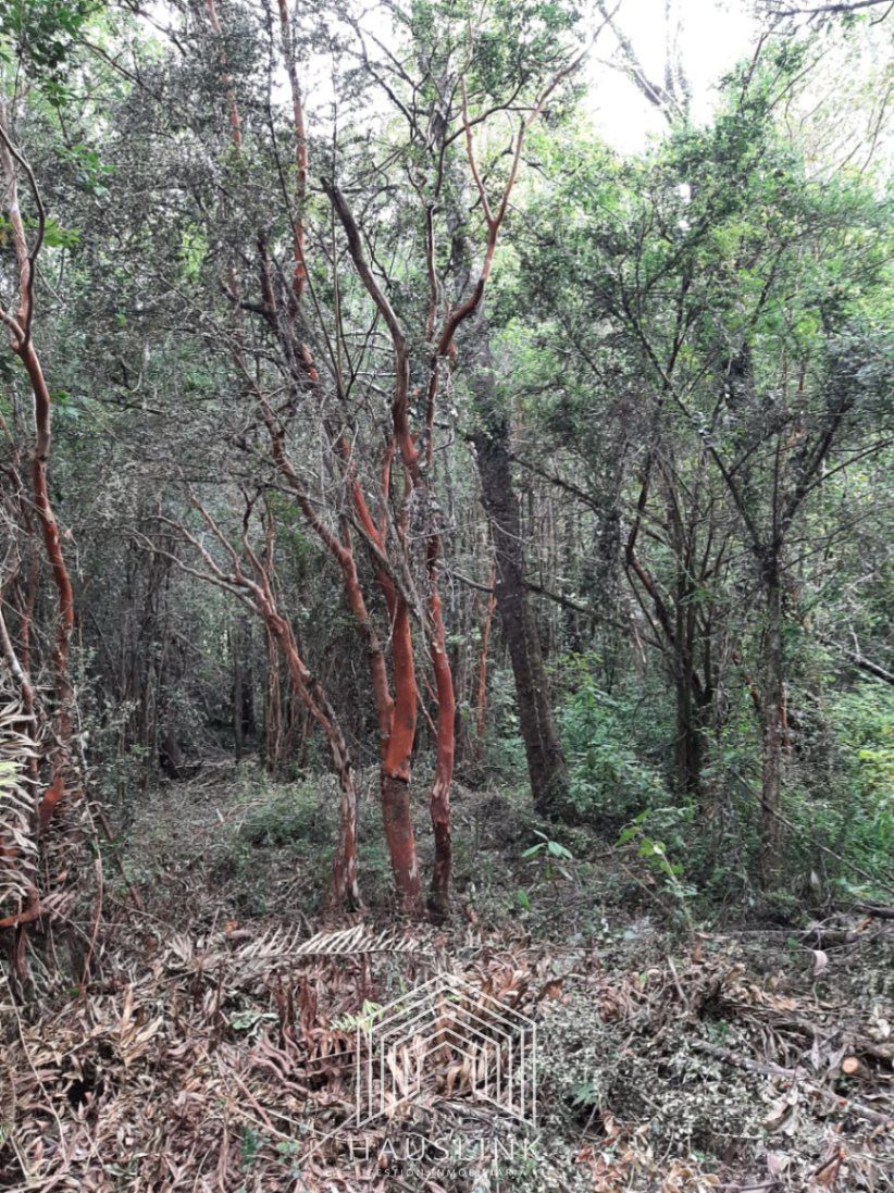 A307 Molco sector Santa Julia