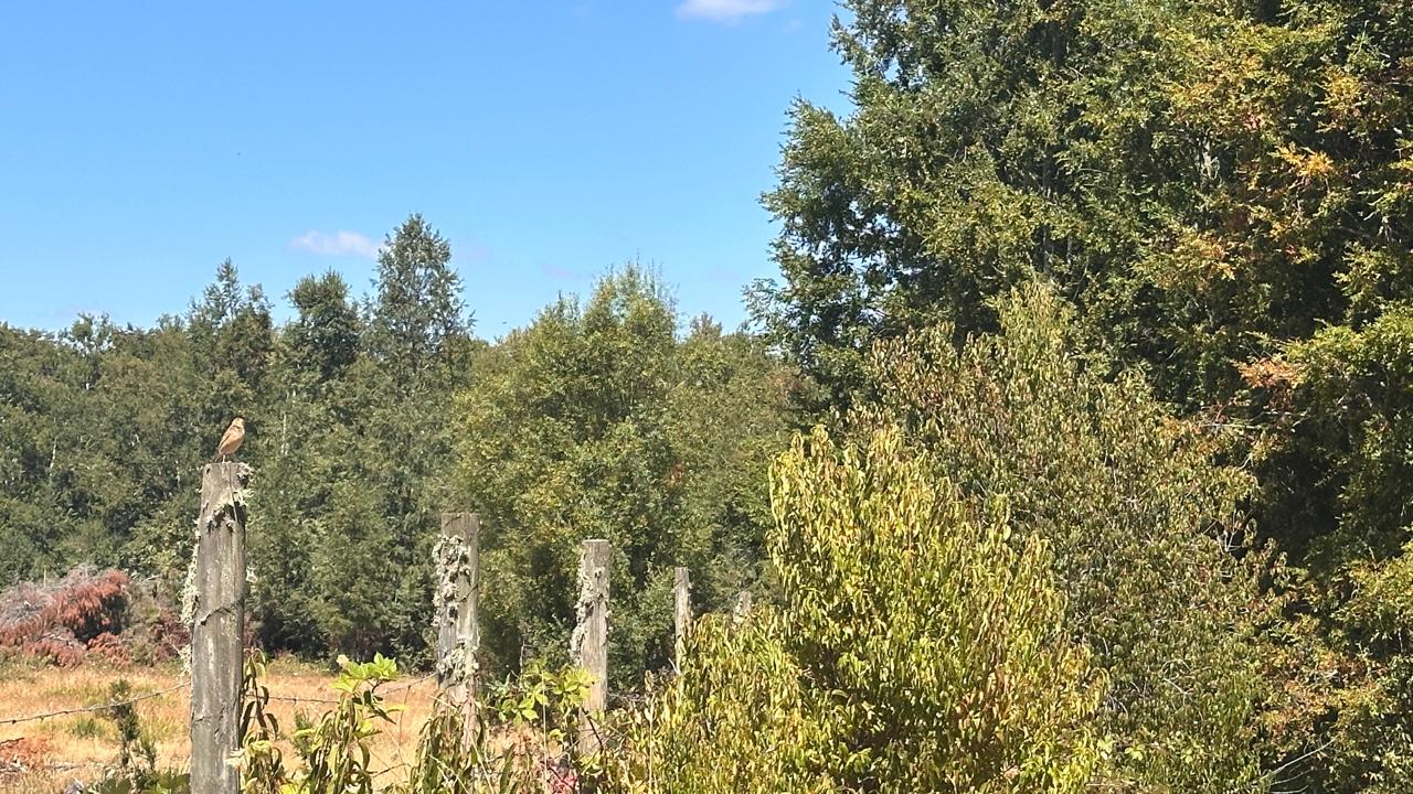 Foto 6 de A451 Solo tres Parcelas En Condominio cerca de Villarrica