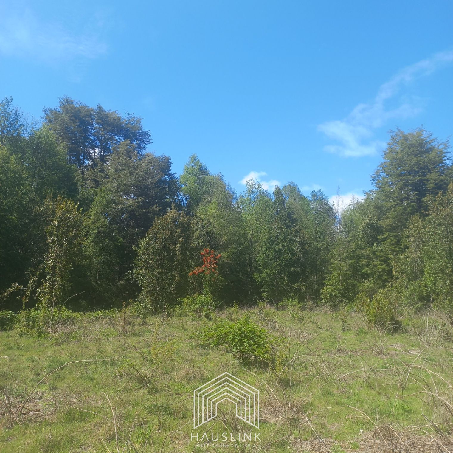 Foto 8 de A412 TERRENO 6.5 Ha. MOLCO - SEGUNDA FAJA VILLARRICA